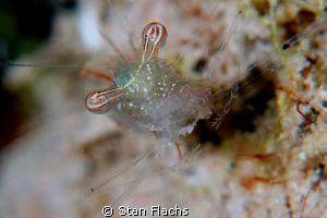 Shrimp having lunch - I. by Stan Flachs 